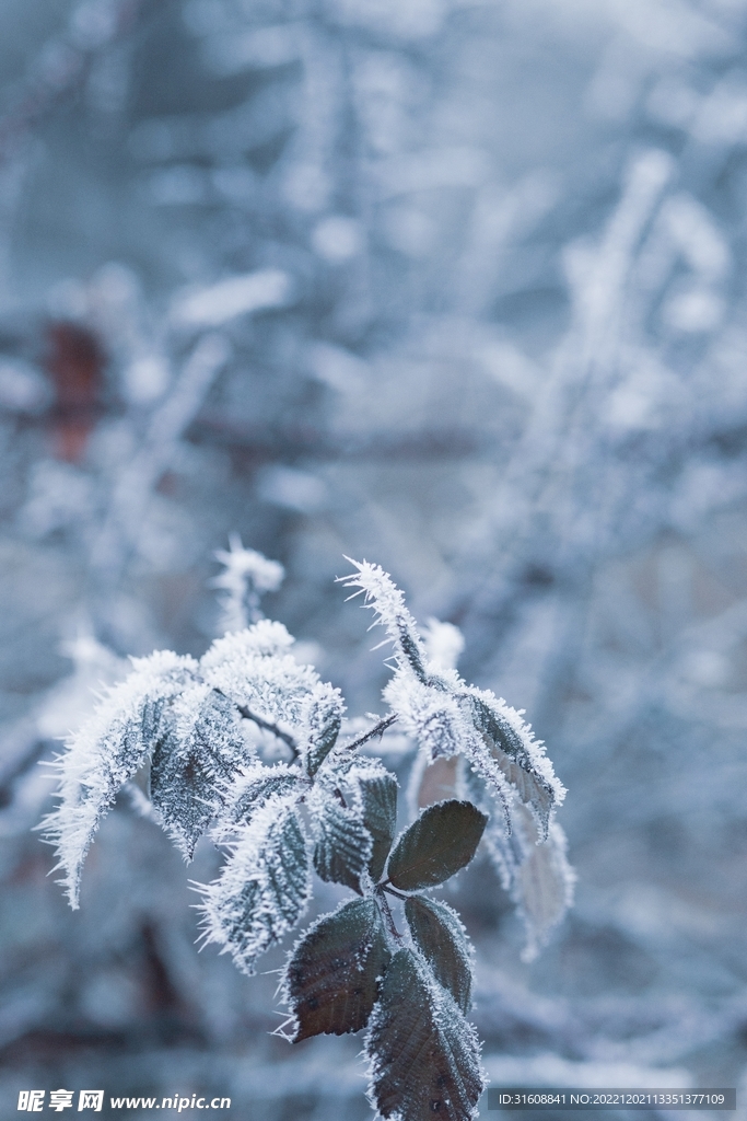 雪 