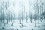 雪 