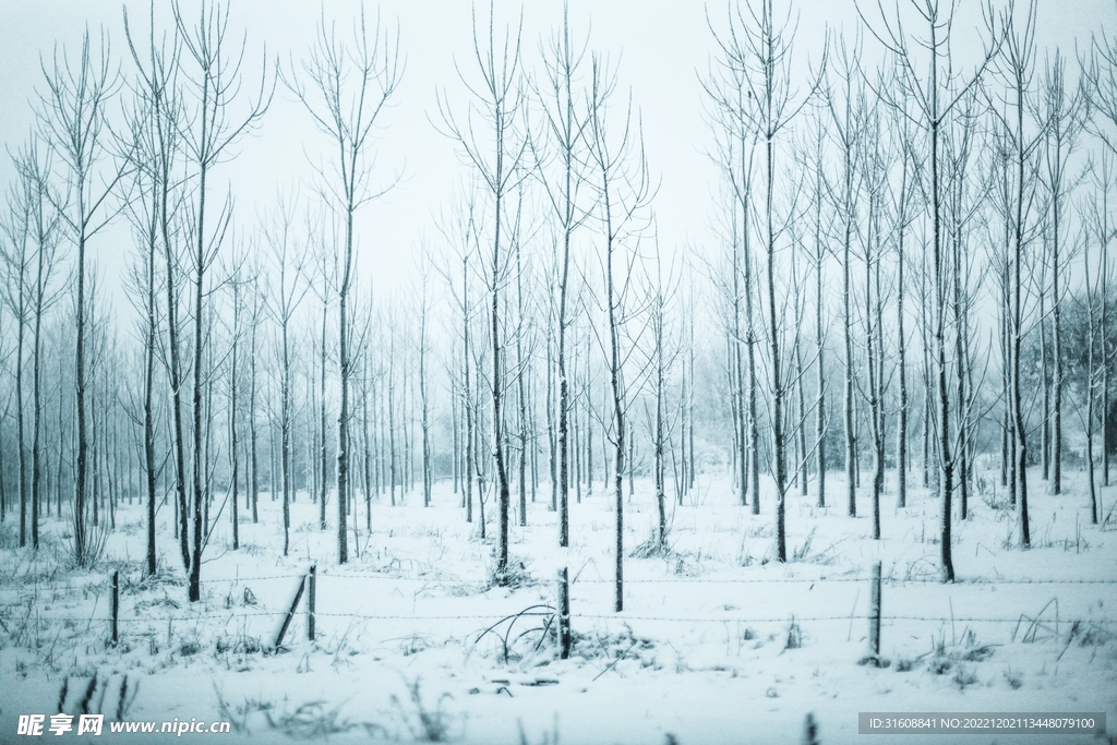 雪 