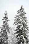 雪 