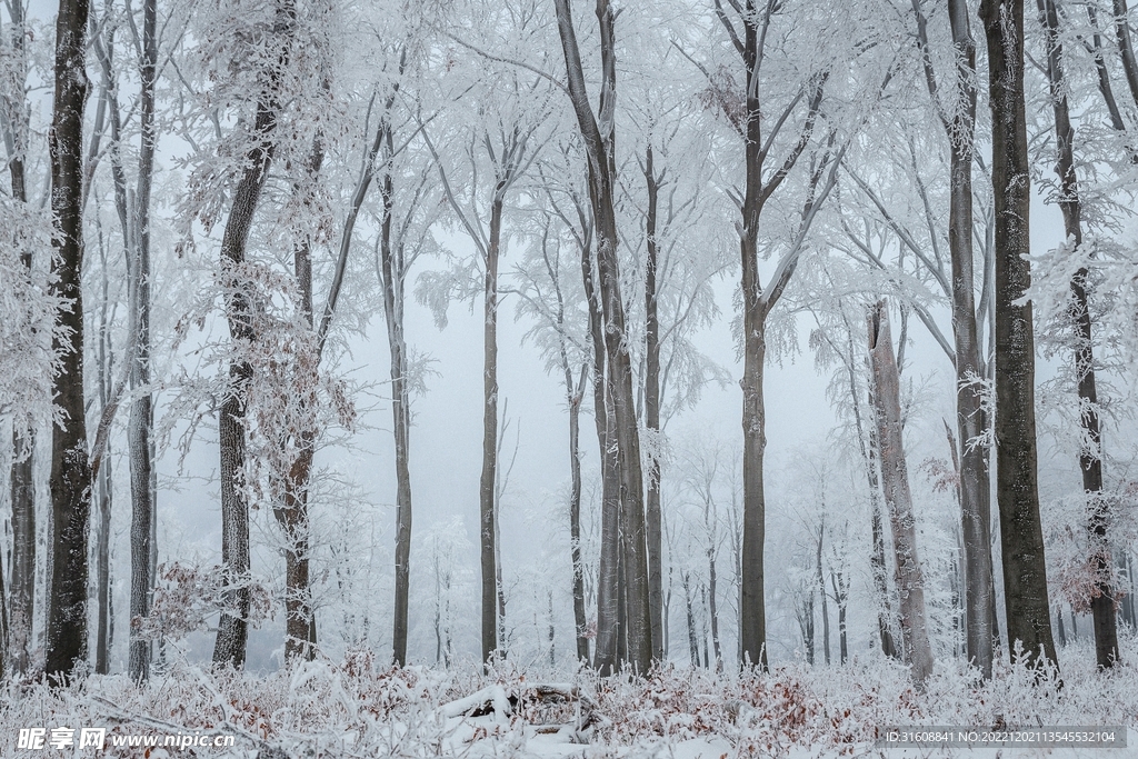 雪