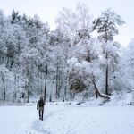 雪 