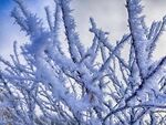 雪 