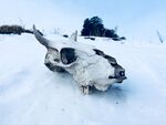 雪