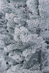 雪