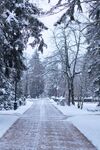 雪 