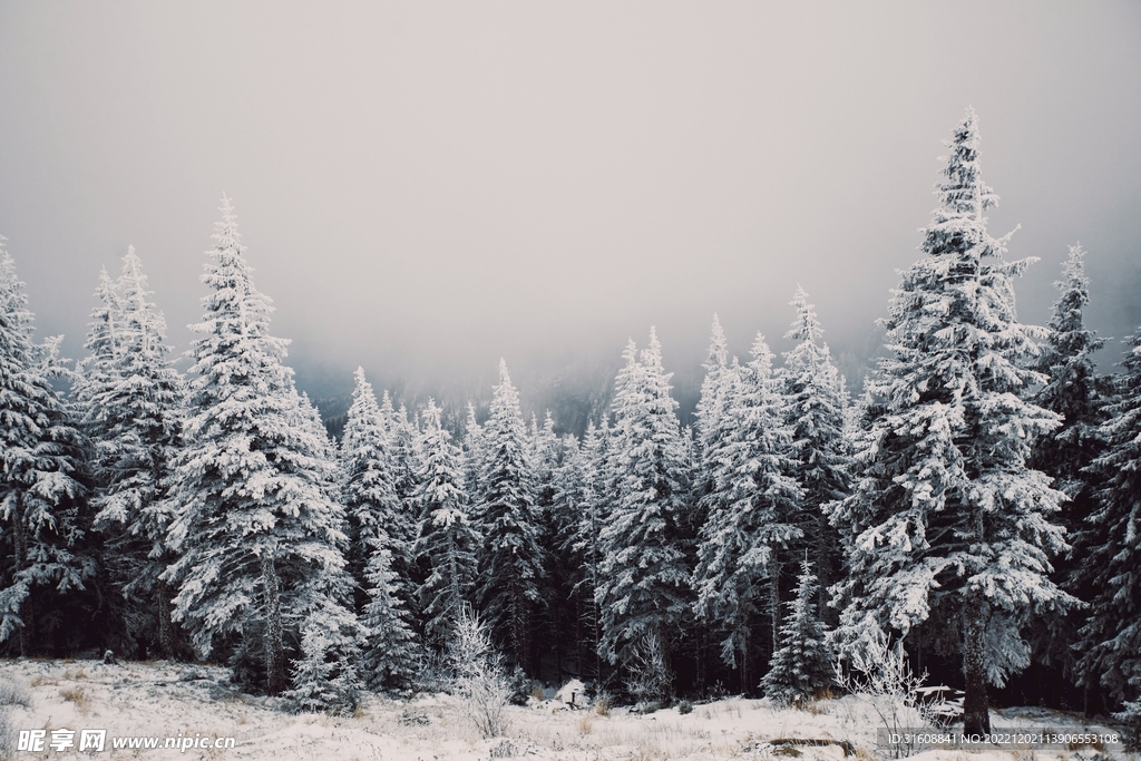 雪