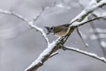 雪 