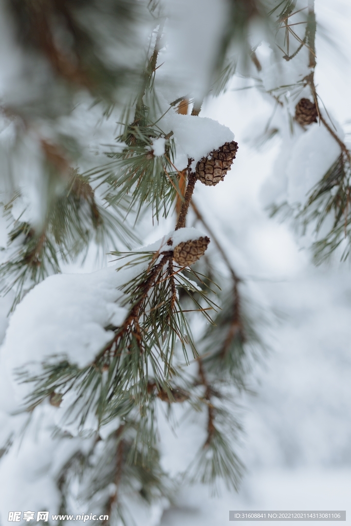 雪 