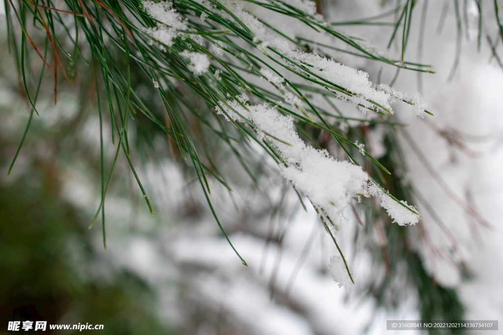 雪