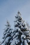 雪 