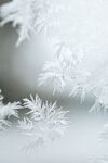雪白
