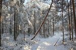 雪