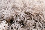 雪