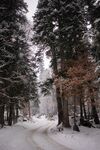 雪
