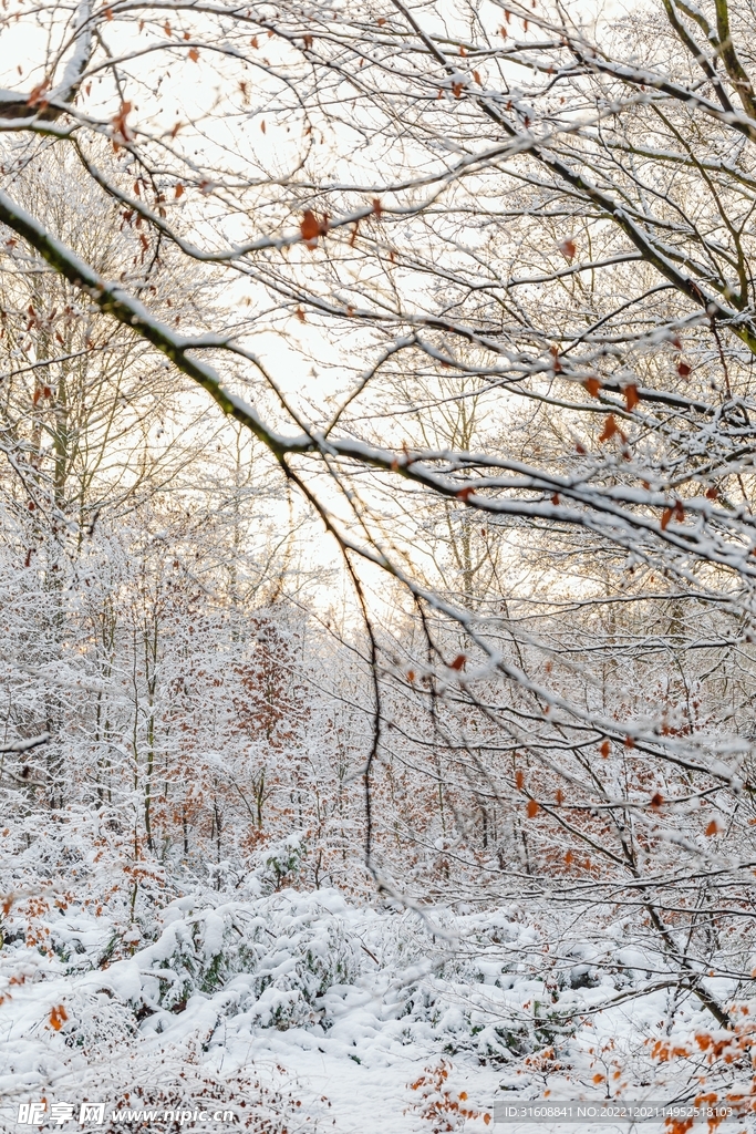 雪