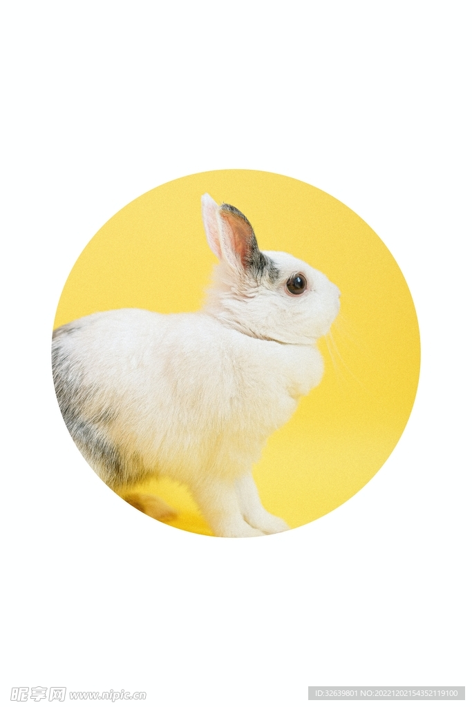 可爱小兔子
