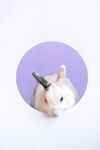 可爱小兔子 