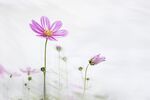 粉红野花 