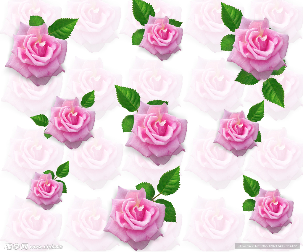 玫瑰花