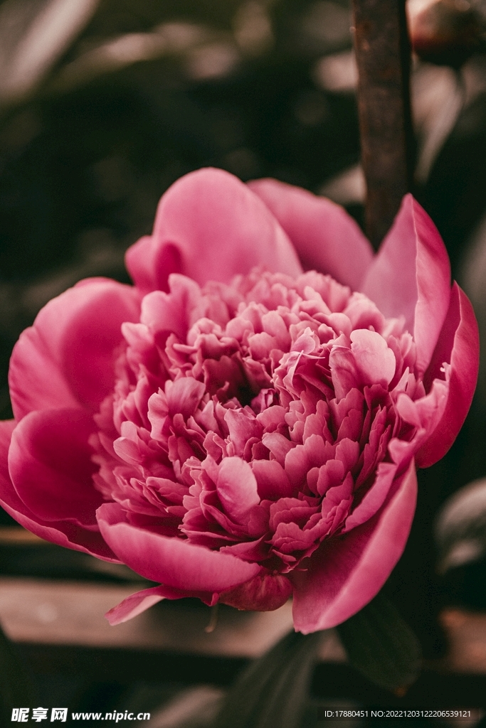 芍药