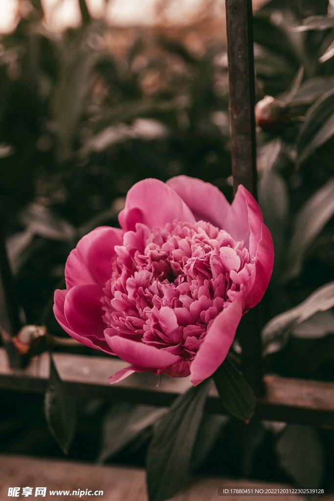 芍药
