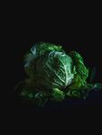卷心菜