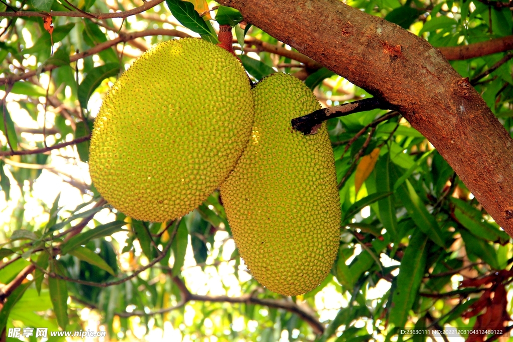 菠萝蜜