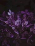 鲜花摄影