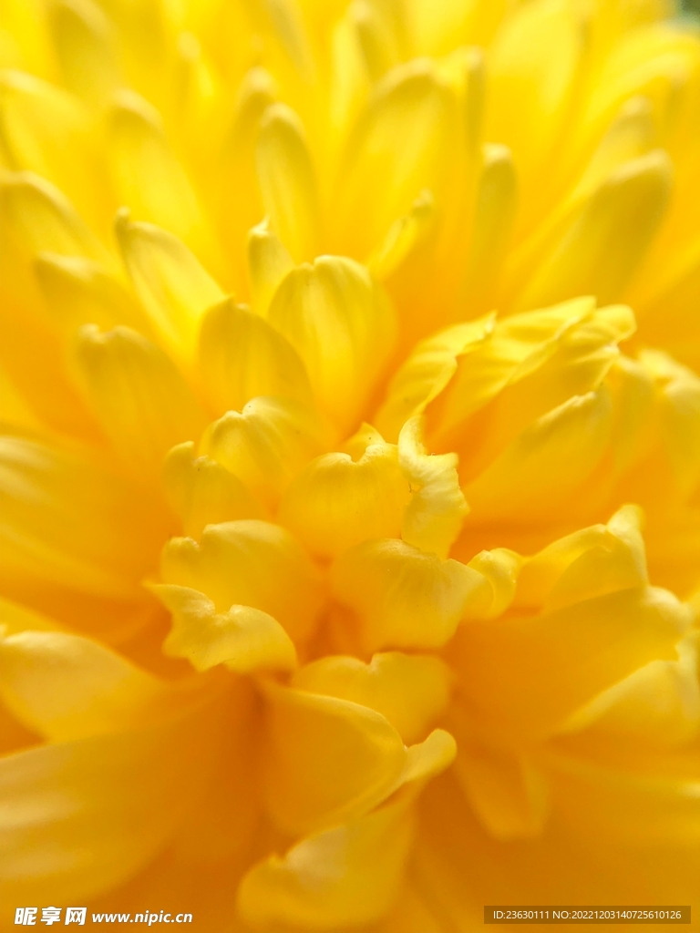 黄色菊花