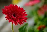 重瓣菊花