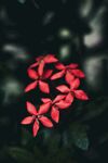 鲜花