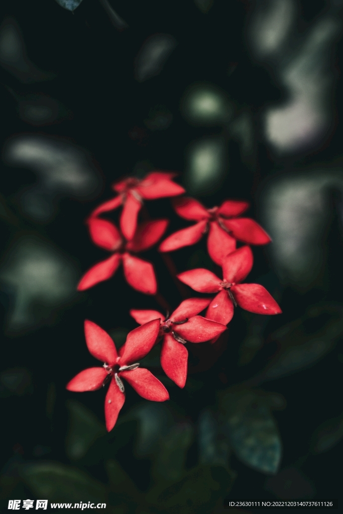 鲜花