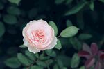 茶花