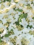 茉莉花