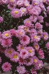 小雏菊