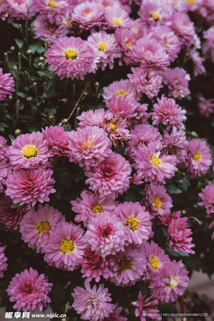 小雏菊