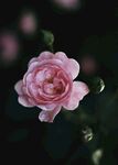 茶花