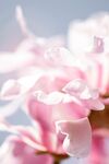 鲜花