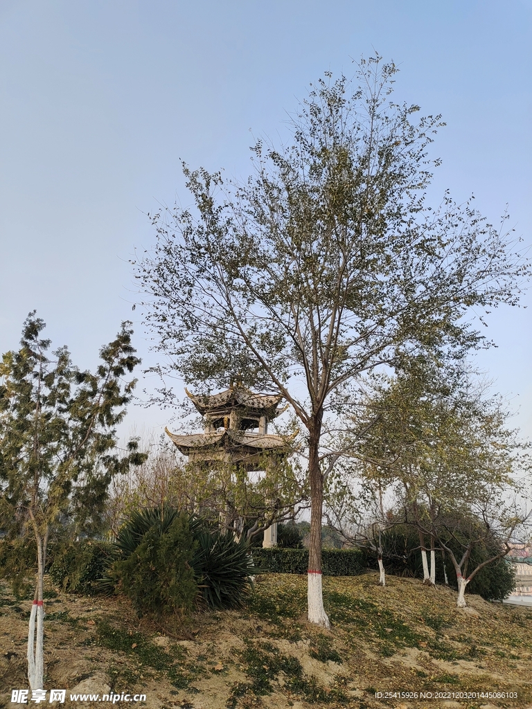 树