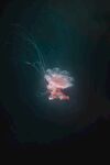 海底 