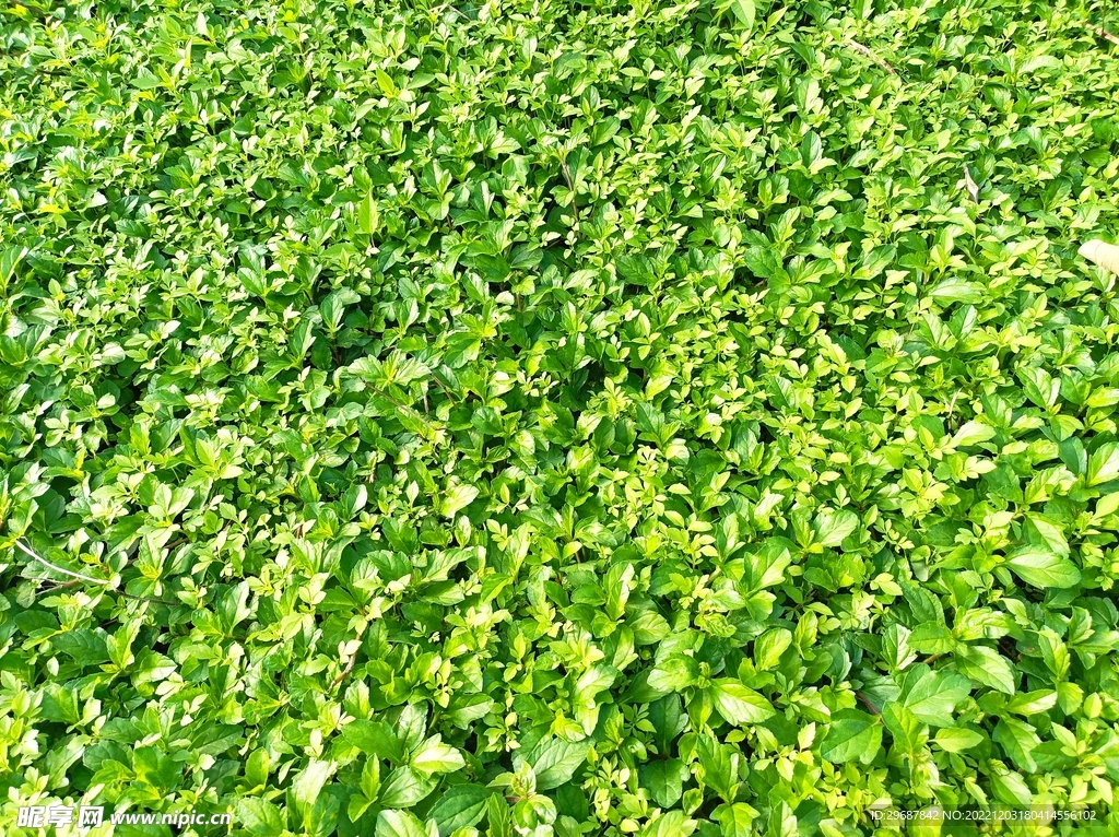 绿植草地