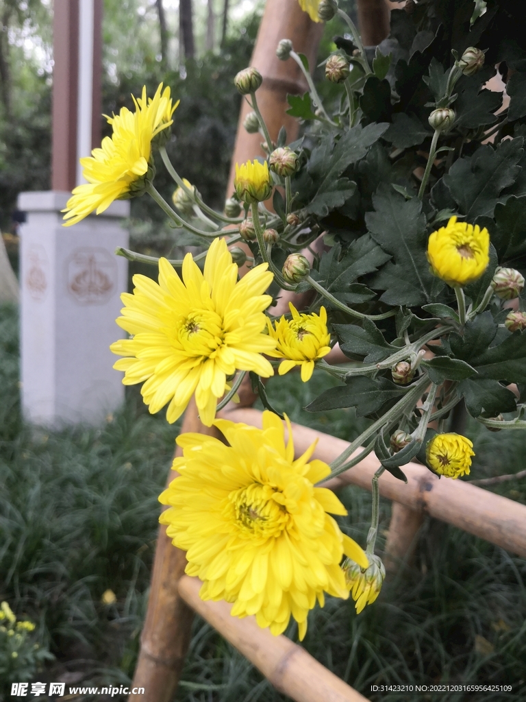 菊花