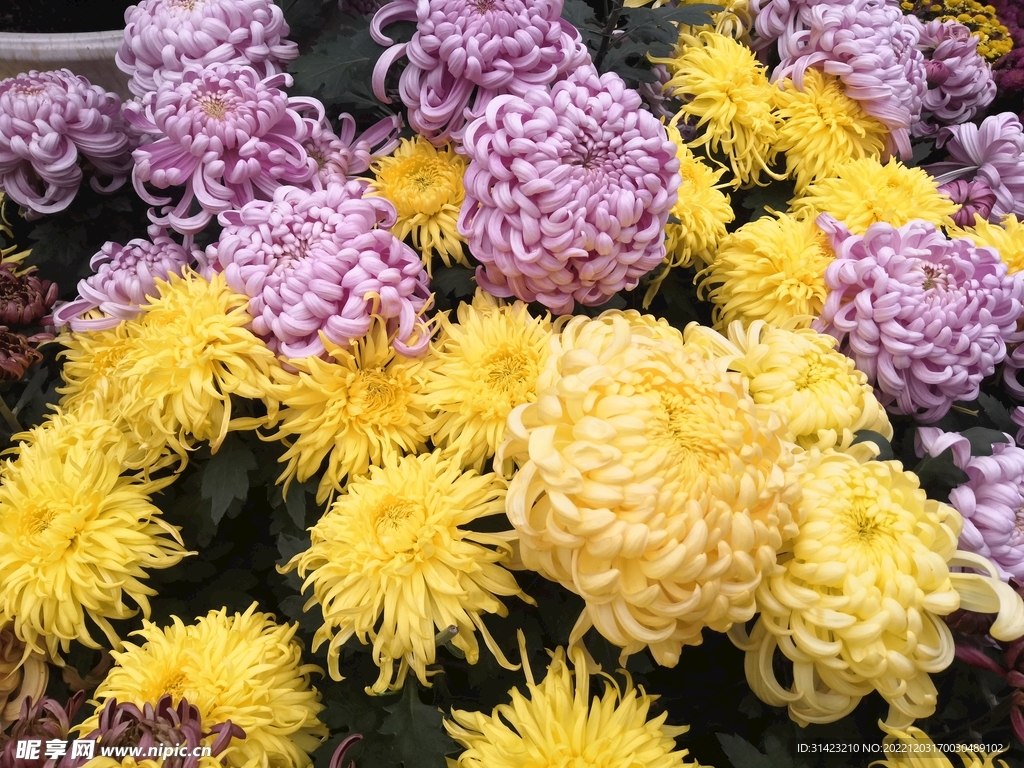 菊花