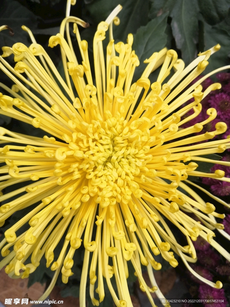 菊花