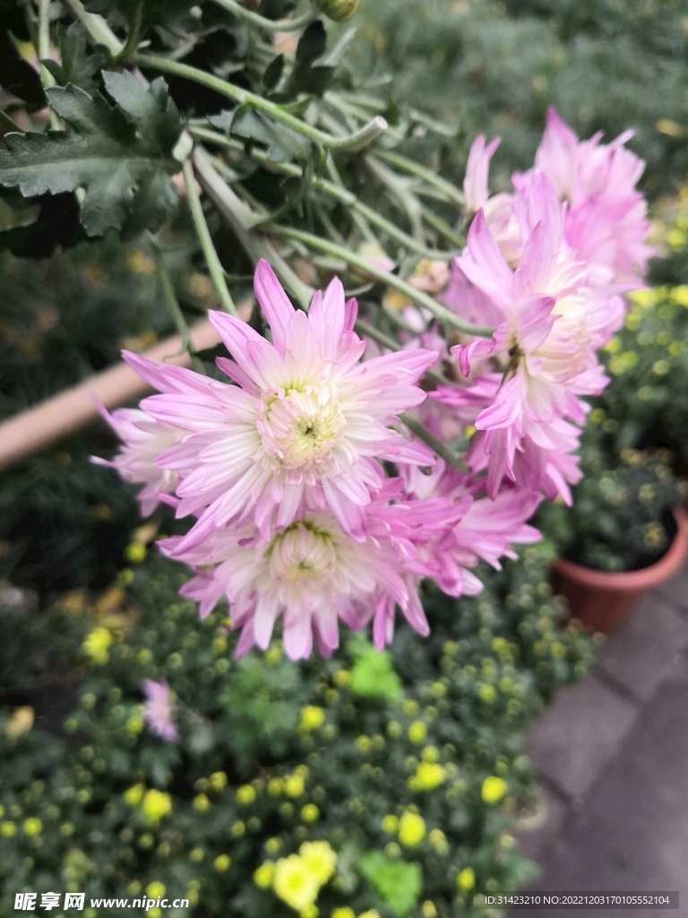 菊花