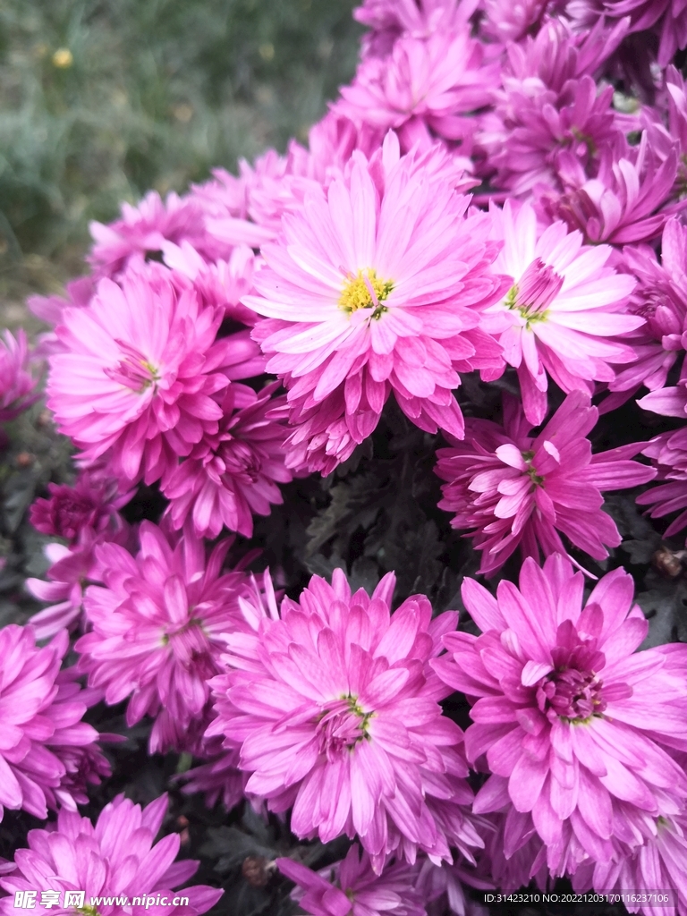 菊花