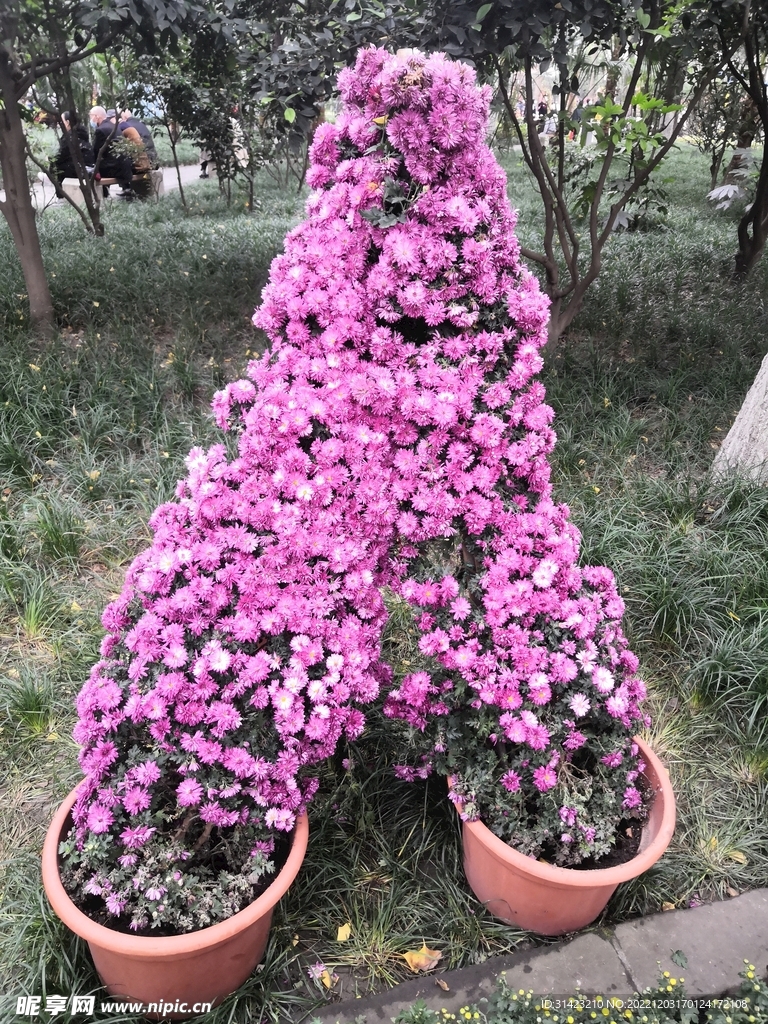 菊花