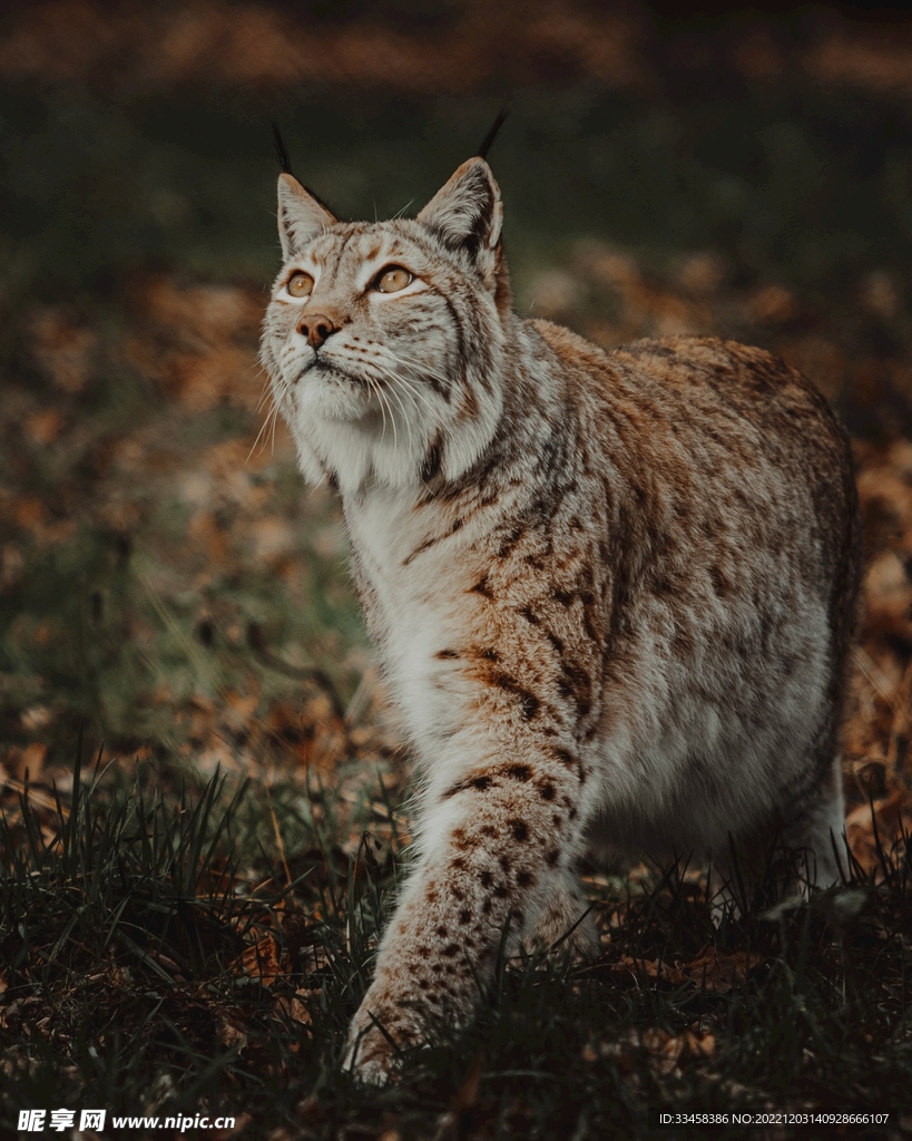 猞猁