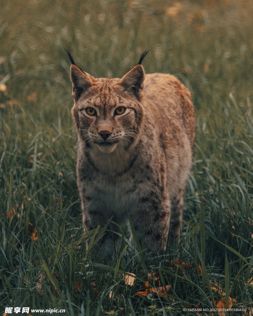 猞猁